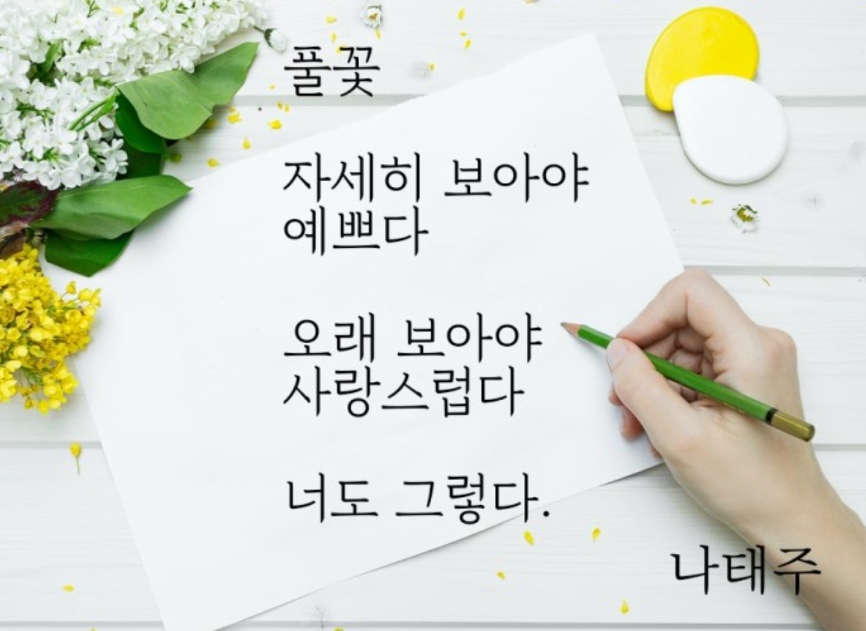 앨범 - 풀꽃 - 나태주